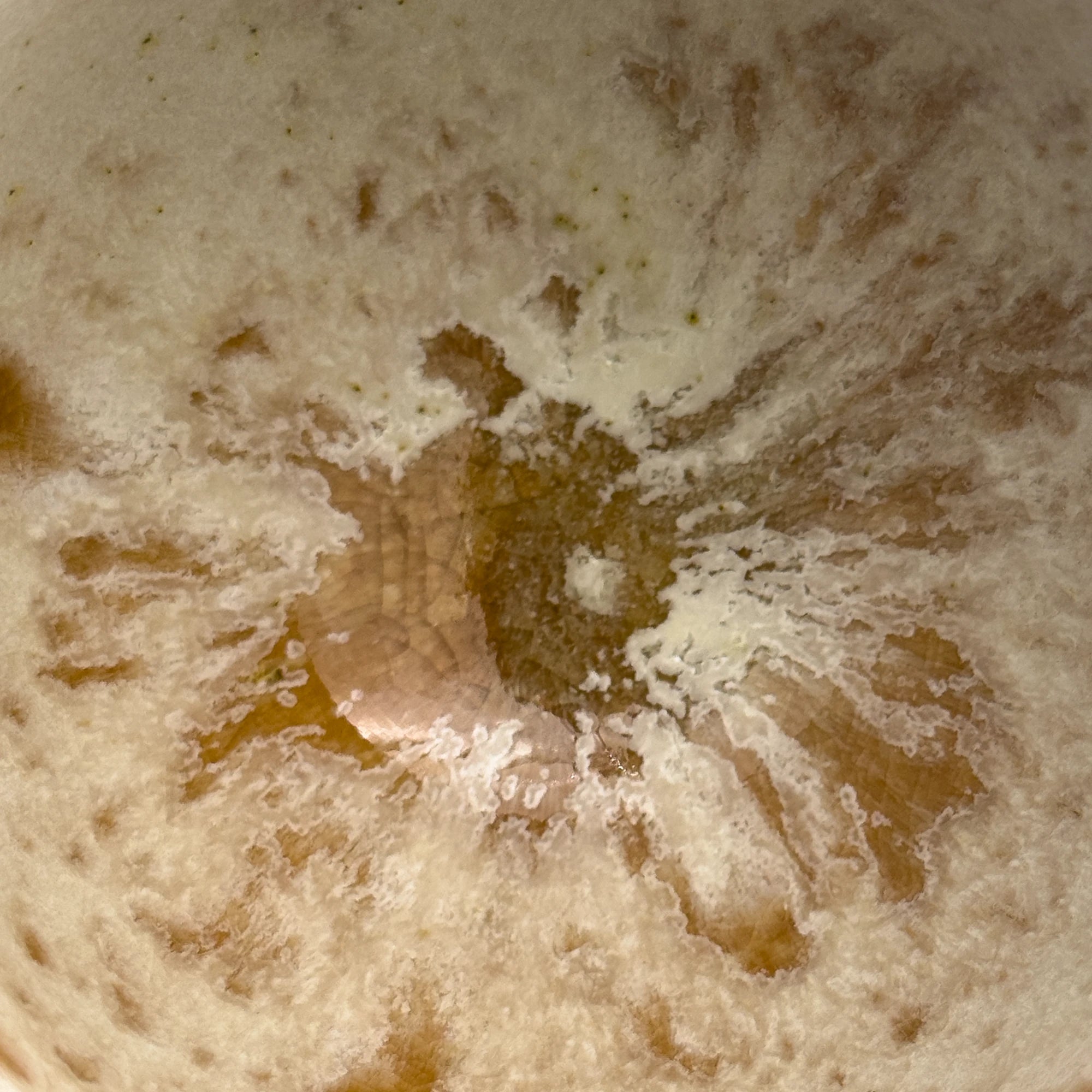 K.H. Würtz Cup Amber Focus