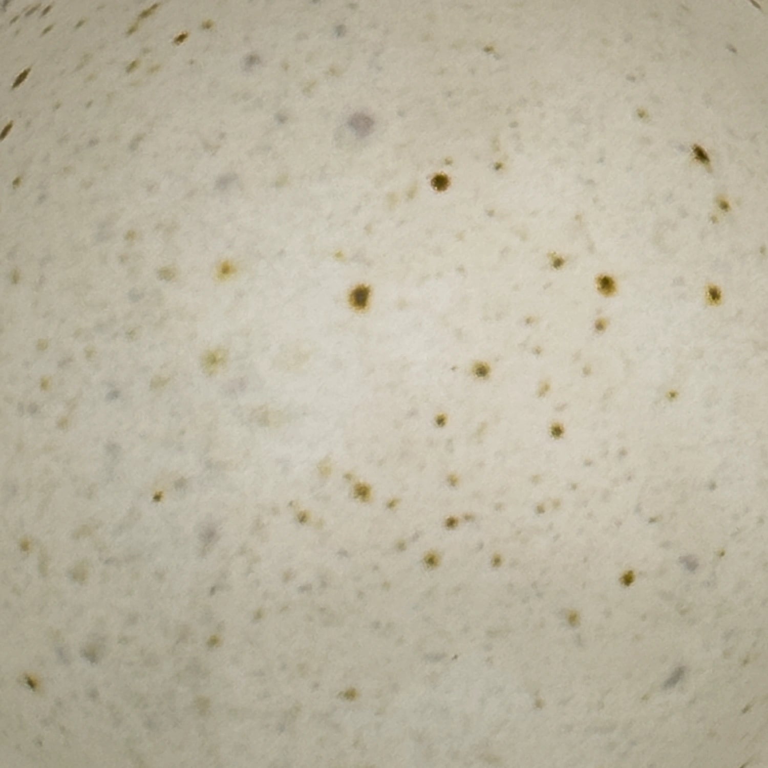 K.H. Würtz Cup - White Reduction