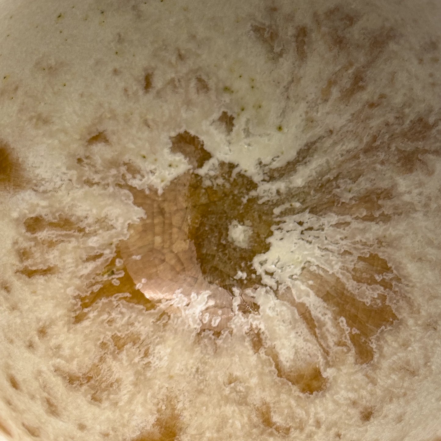 K.H. Würtz Cup Amber Focus